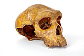 Broken Hill skull,Homo heidelbergensis