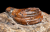 Iguanodon tooth