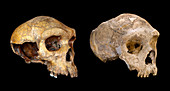 Homo neanderthalensis crania