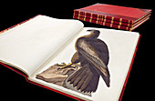 Audubon's The Birds of America