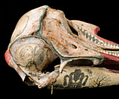 Ink scrimshaw on dolphin skull