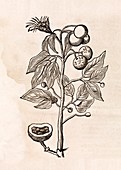 Tapia plant,17th century