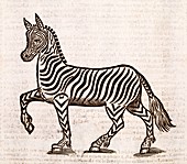 Zebra,17th century