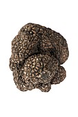 Black Perigord truffle