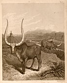 Sanga cattle,19th century