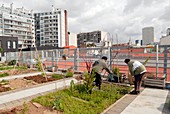 Roof garden