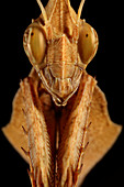 Mantis (Gongylus sp.) head