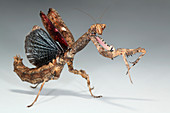 Twig mantis (Popa spurca)