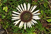 Carlina acaulis acaulis in flower