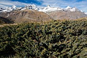Savin (Juniperus sabina) in the Alps