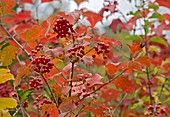 Guelder rose (Viburnum opulus) in fruit