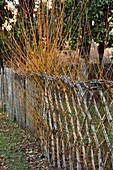 Sprouting willow fence