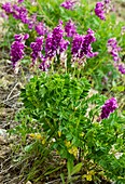 Alpine sainfoin (Hedysarum hedysaroides)