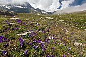 Alpine bellflowers (Campanula tridentata)