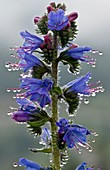 Viper's bugloss (Echium vulgare)