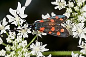 Narrow-bordered 5-spot burnet moth
