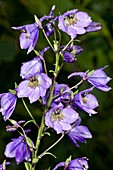 Hardy larkspur (Delphinium formosum)