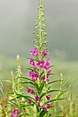 Fireweed (Chamerion angustifolium)