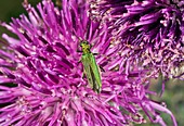 Thick-legged flower beetle on knapweed