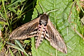 Privet hawk-moth