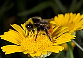 Red-tailed bumblebee feeding on a flower