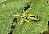 Green mountain grasshopper