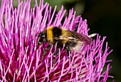 Bumblebee feeding on thistle flower