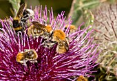 Bumblebees feeding on thistle flower
