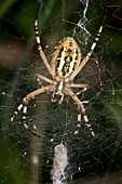 Wasp spider and prey