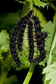 Peacock butterfly caterpillars