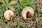 Dead snails