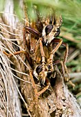 Hornet robberflies mating