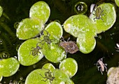 Water-lily aphids on duckweed