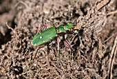 Green tiger beetle in heathland