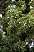 Cypress (Cupressus sempervirens) in fruit