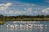 Greater flamingos foraging