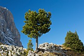 Swiss pine (Pinus cembra),Italy