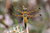 Four-spotted chaser dragonfly