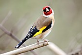 Male European goldfinch on a branch
