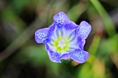 Marsh gentian (Gentiana pneumonanthe)