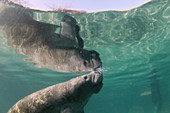 Florida manatee taking air at surface