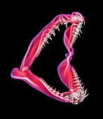 Shark jaws,X-ray