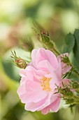 Rosa pomifera'duplex' flower