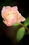 Rosa 'Mrs. Dudley Cross' flower