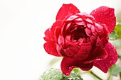 Rosa 'Cramoisi Superieur' flower