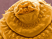 Gasterophilus parasitic fly larva,ESEM