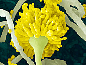 Aspergillus fungus conidiophore,ESEM