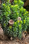 Regrowth of coppiced yew (Taxus baccata)