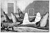 Alligators in captivity,19th century
