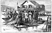 Harvesting caviar,19th century